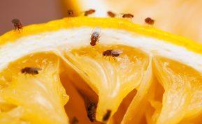 Vaisinės muselės ir uodai: šie spąstai suveiks geriau nei bet kokia chemija