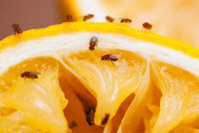 Vaisinės muselės ir uodai: šie spąstai suveiks geriau nei bet kokia chemija