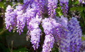 Visterija – lepus grožis jūsų sodui