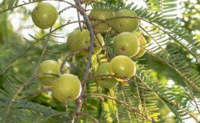 Agrastų genėjimas rudenį: kaip užtikrinti gausų derlių kitais metais