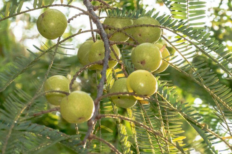 Agrastų genėjimas rudenį: kaip užtikrinti gausų derlių kitais metais