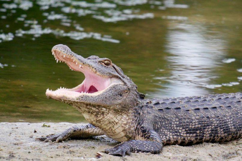Aligatoriai nėra tiesiog plėšrūnai. Jie turi vieną netikėtą savybę