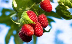 Aviečių priežiūra po derliaus: kaip pasirūpinti krūmais, kad kitąmet uogų būtų kibirais