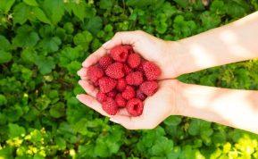 Avietės – skanus būdas stiprinti imunitetą ir saugoti sveikatą