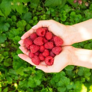 Avietės – skanus būdas stiprinti imunitetą ir saugoti sveikatą