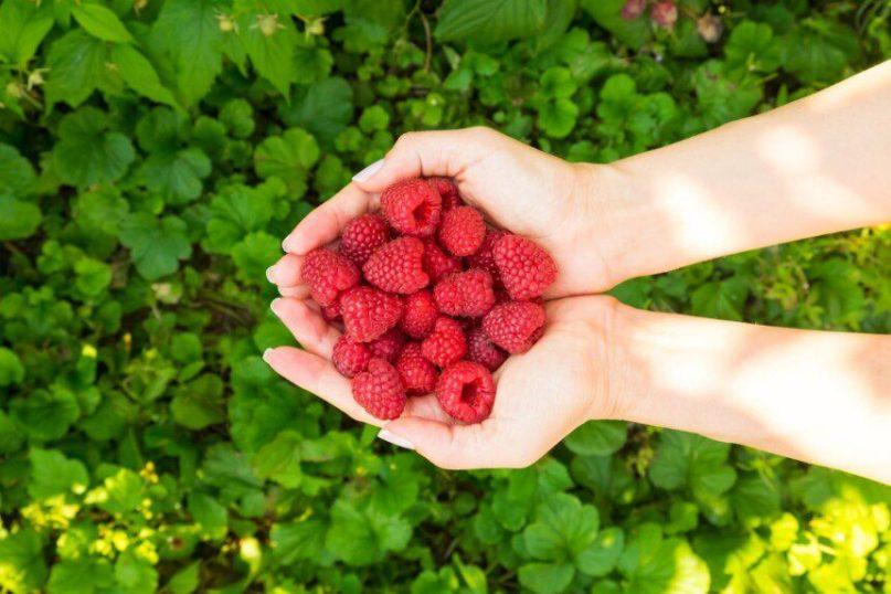 Avietės – skanus būdas stiprinti imunitetą ir saugoti sveikatą