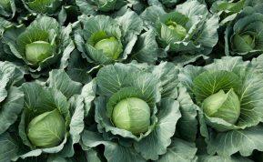 Ką sodinti šalia kopūstų: natūrali apsauga nuo kenkėjų jūsų darže