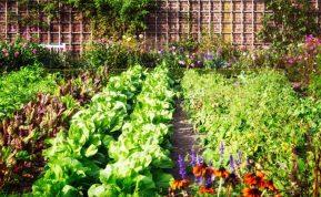 Kada nustoti tręšti augalus: svarbiausi patarimai sodui