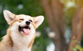 Kaip apsaugoti savo augintinius nuo perkaitimo vasarą? Įsidėmėkite simptomus!