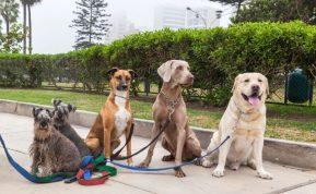 Kaip dažnai reikia vedžioti šunį? Ką svarbu žinoti