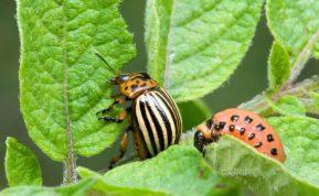 Kaip efektyviai kovoti su kolorado vabalais: sezoninė strategija daržininkams
