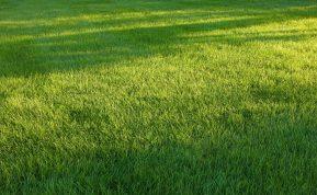 Kaip pasirūpinti veja rugpjūčio mėnesį: svarbiausi darbai sveikai ir žaliai vejai pavasarį