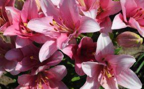 Kaip prižiūrėti lelijas po žydėjimo: 5 svarbūs žingsniai