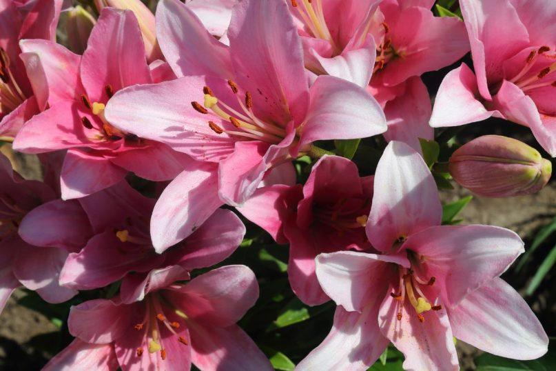 Kaip prižiūrėti lelijas po žydėjimo: 5 svarbūs žingsniai