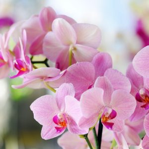 Kaip prižiūrėti orchidėją, kad ji žydėtų dažnai: 5 svarbiausi patarimai
