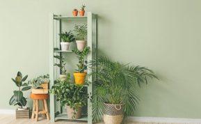 Kaip prižiūrėti kambarinius augalus: 6 patarimai