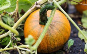 Kaip suprasti, kad moliūgas jau prinokęs ir tinkamas laikyti