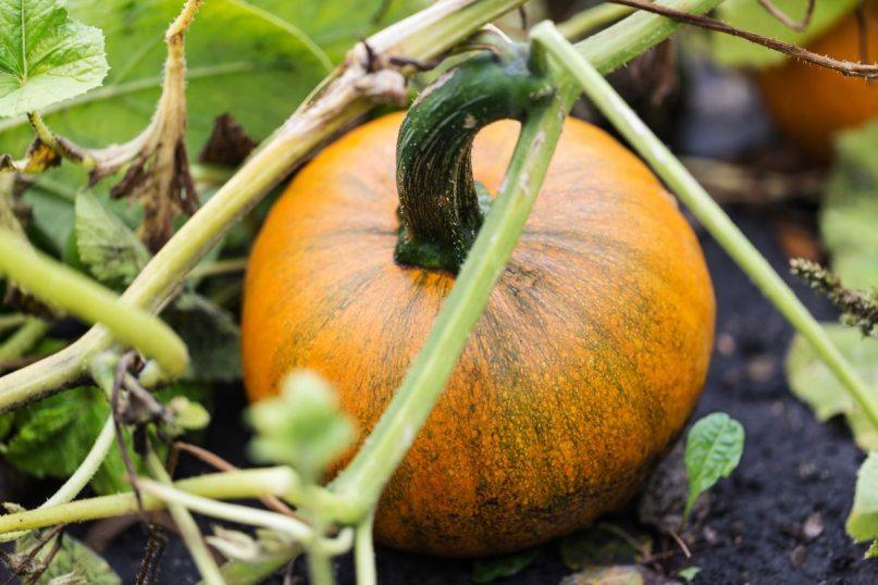 Kaip suprasti, kad moliūgas jau prinokęs ir tinkamas laikyti