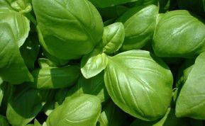 Kaip surinkti baziliko sėklas ir užsiauginti prieskonį kasmet