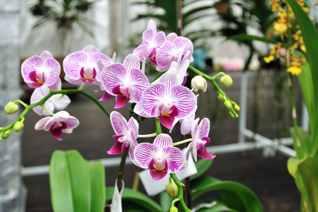Kaip tręšti orchidėją?