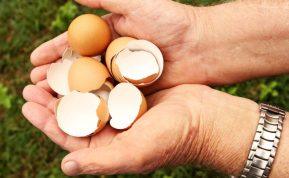 Kiaušinių lukštai – natūrali ir pigi trąša jūsų daržui