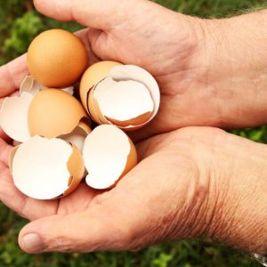 Kiaušinių lukštai – natūrali ir pigi trąša jūsų daržui