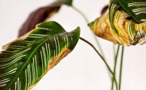 Kodėl augalų lapai geltonuoja? Išsiaiškinkite priežastis