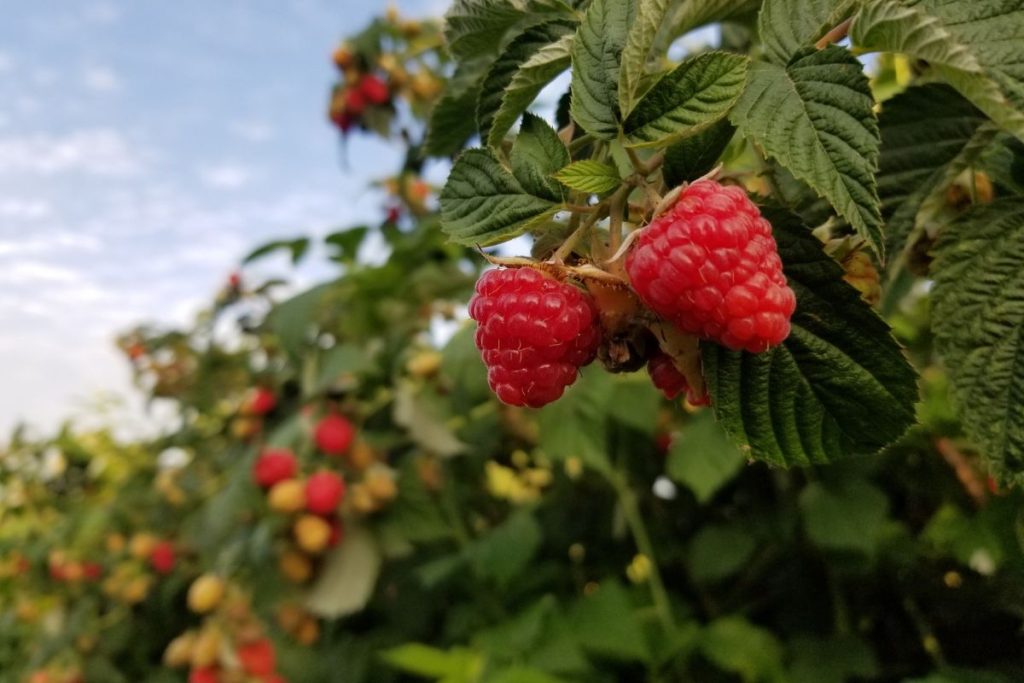 Kodėl aviečių priežiūra po derliaus tokia svarbi?
