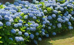 Kodėl jūsų hortenzijos nusvyra ir kaip jas vėl prikelti gyvybei?