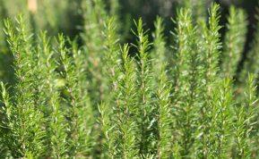 Kodėl verta sodinti rozmarinų gyvatvorę ir kaip tai padaryti?