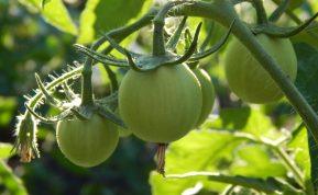 Kokias daržoves ir vaisius galima skinti neprinokusius?