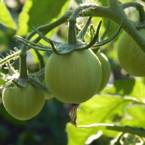 Kokias daržoves ir vaisius galima skinti neprinokusius?