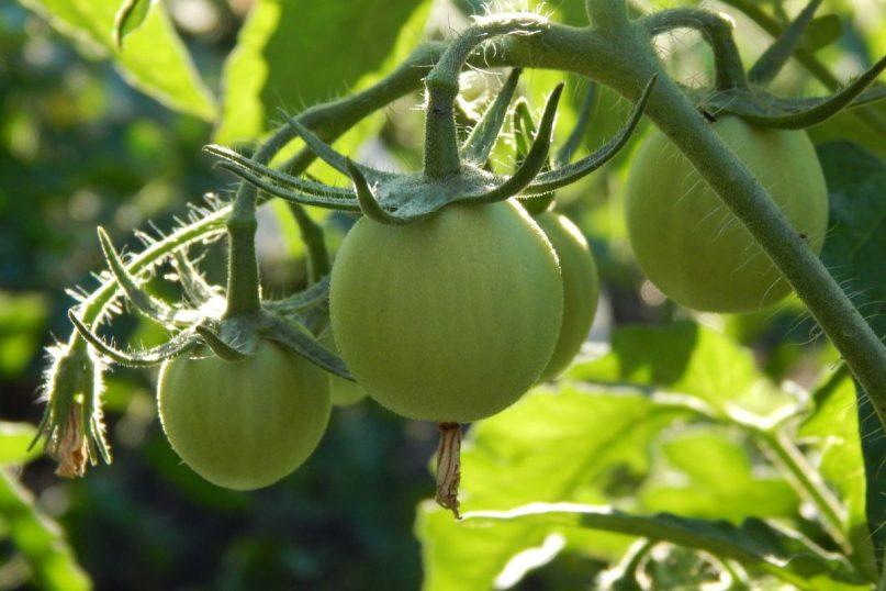 Kokias daržoves ir vaisius galima skinti neprinokusius?