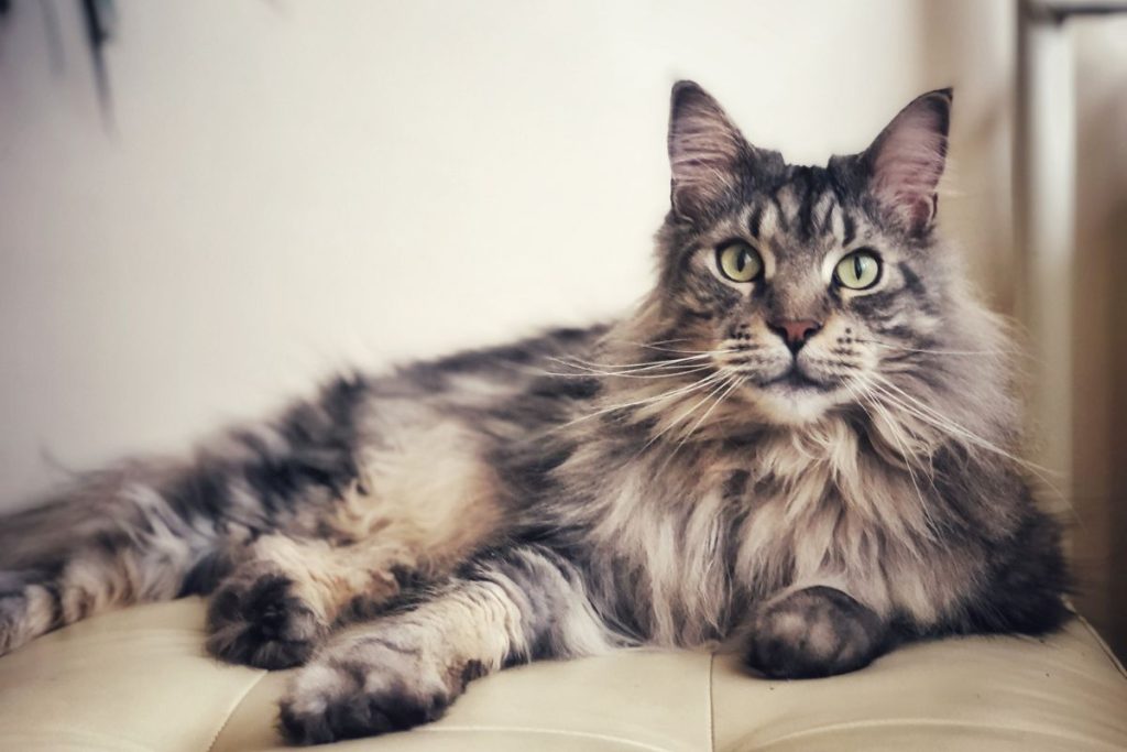 Maine Coon kačių veislės atstovės