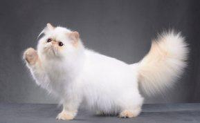 Meiliausios kačių veislės: kurios garsėja ypatingu švelnumu