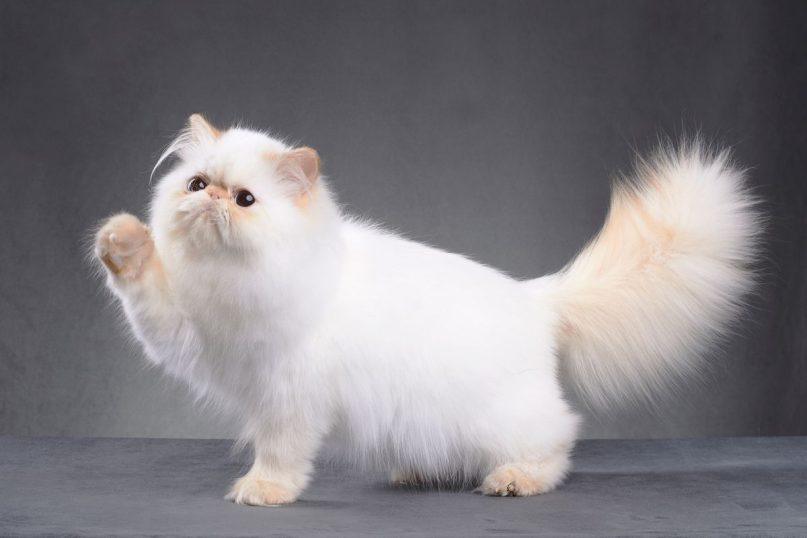 Meiliausios kačių veislės: kurios garsėja ypatingu švelnumu