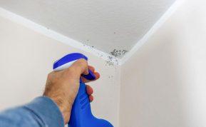 Natūralus purškalas nuo pelėsio