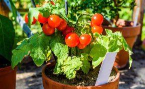 Pomidorų sodinimas pagal patyrusį sodininką: