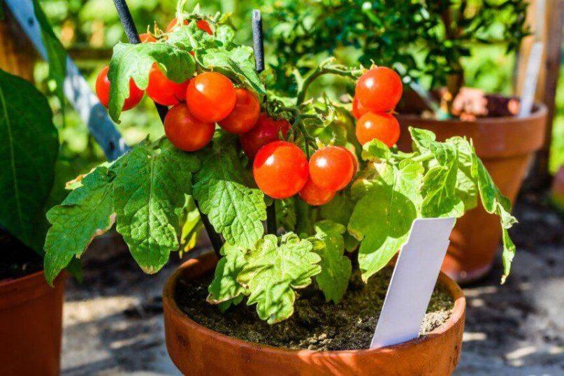 Pomidorų sodinimas pagal patyrusį sodininką: