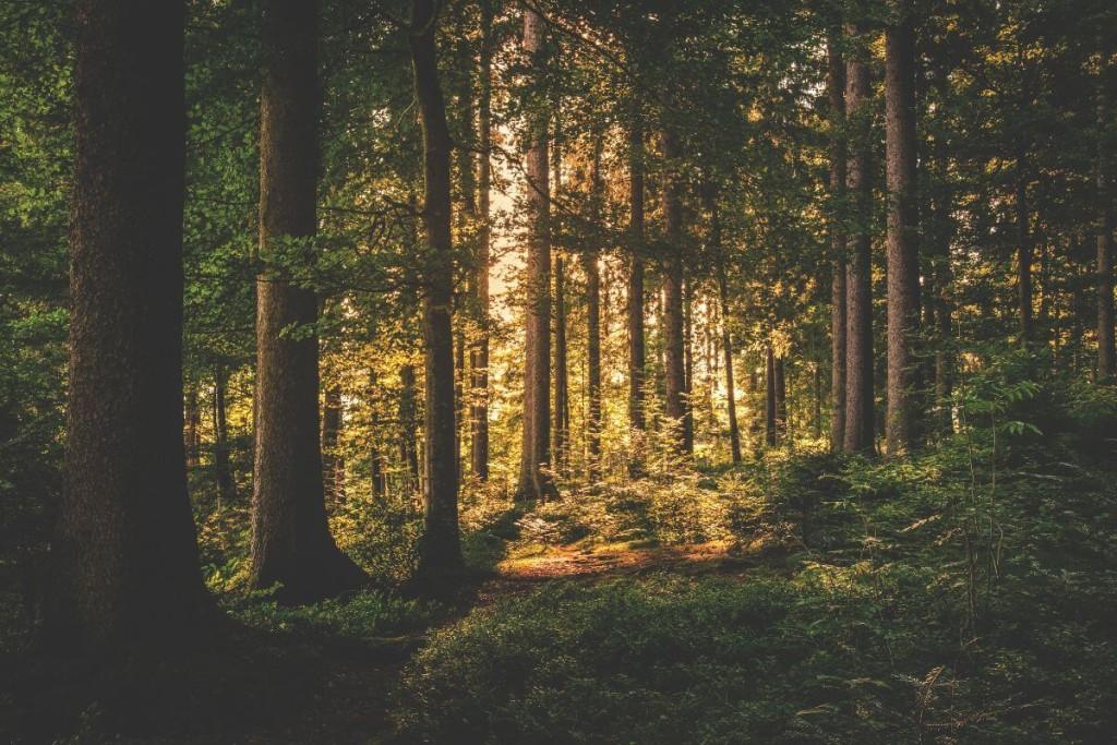 Pusę metų pasiklydusi miške moteris