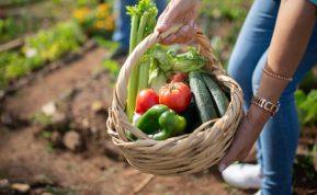 Rugpjūtis sode: kaip pasiruošti rudeniui ir pasiekti papildomą derlių
