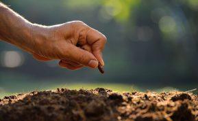 Sodinimas rugsėjį: ką geriausia auginti Lietuvoje