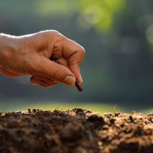 Sodinimas rugsėjį: ką geriausia auginti Lietuvoje