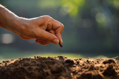 Sodinimas rugsėjį: ką geriausia auginti Lietuvoje
