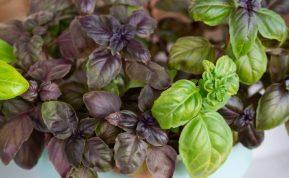 Žalias ar violetinis bazilikas – kuris naudingesnis sveikatai?