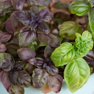 Žalias ar violetinis bazilikas – kuris naudingesnis sveikatai?