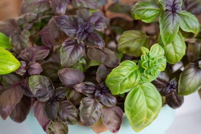 Žalias ar violetinis bazilikas – kuris naudingesnis sveikatai?
