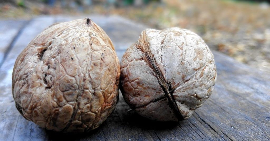 Kodėl augalams reikalingi riešutų lukštai? Sužinokite. Graikinių riešutų lukštų panaudojimas