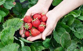 Kodėl braškes visada reikia plauti su soda ir kokia iš to nauda?