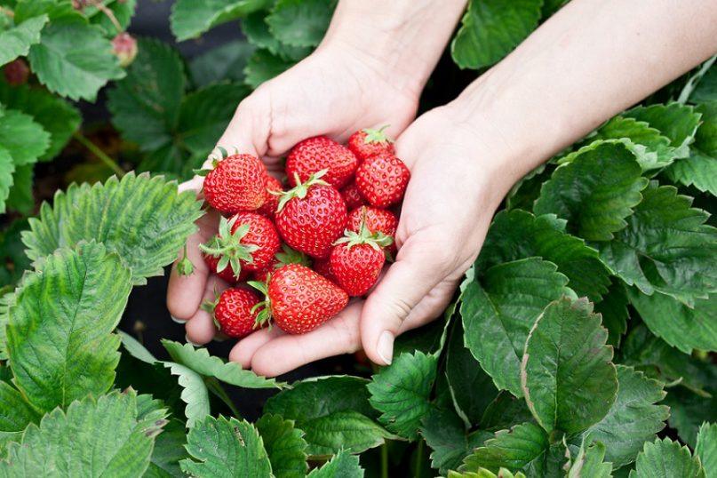 Kodėl braškes visada reikia plauti su soda ir kokia iš to nauda?